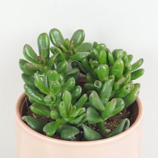 Tlustice / Crassula ovata ‘Gandalf’ Tucnolist Crassula ovata Gandalf sukulent