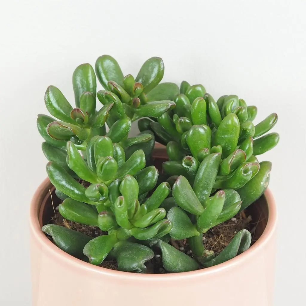Tlustice / Crassula ovata ‘Gandalf’ Tucnolist Crassula ovata Gandalf sukulent