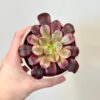 Aeonium ‘Medusa’ sukulent aeonium Medusa variegata