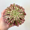 Aeonium ‘Red Copper’ sukulent Aeonium Red Copper