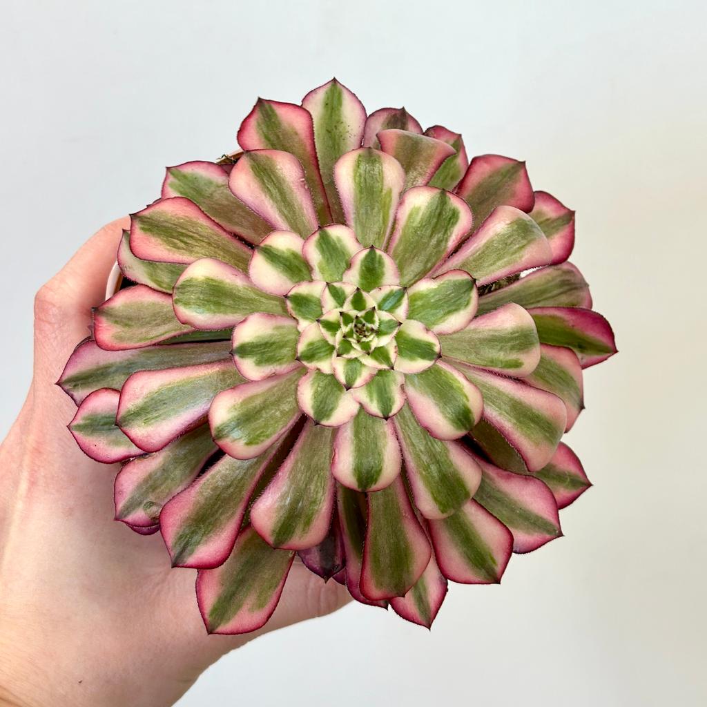 Aeonium ‘Red Copper’ sukulent Aeonium Red Copper