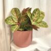 Aglaonema ‘Tourmaline Gold’ maxi aglaonema Tourmaline Gold