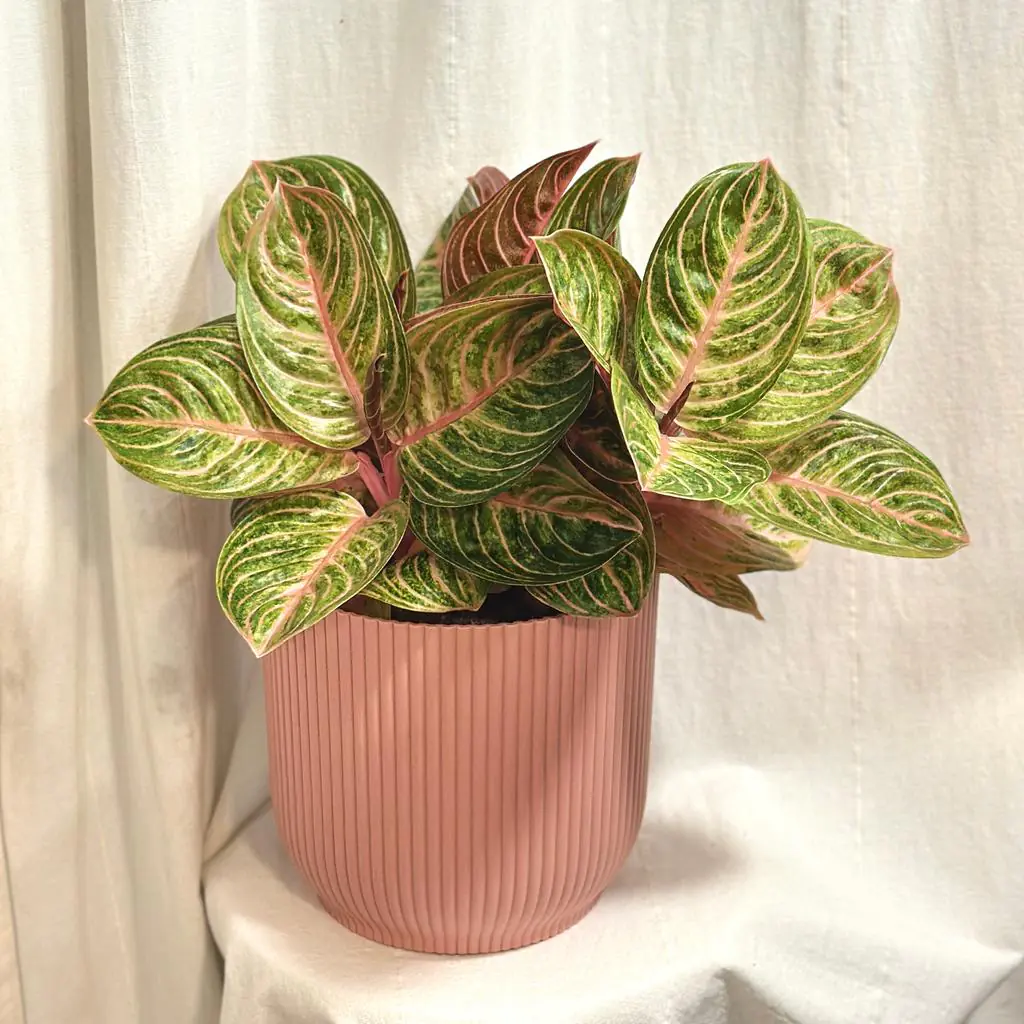 Aglaonema ‘Tourmaline Gold’ maxi aglaonema Tourmaline Gold