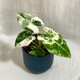 Alocasia micholitziana ‘Frydek’ variegata střední alocasia frydek variegata panasovana