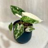 Alocasia micholitziana ‘Frydek’ variegata střední alocasia frydek variegata panasovana