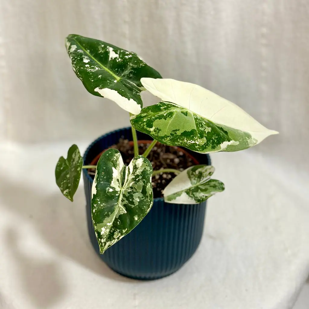 Alocasia micholitziana ‘Frydek’ variegata střední alocasia frydek variegata panasovana