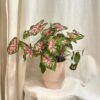 Caladium ‘Carolyn Whorton’ Caladium Carolyn Whorton ruzova pokojovka
