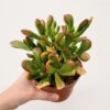 Tlustice / Crassula ovata ‘Gollum Tricolor’ Tlustice Crassula ovata Gollum Tricolor variegata