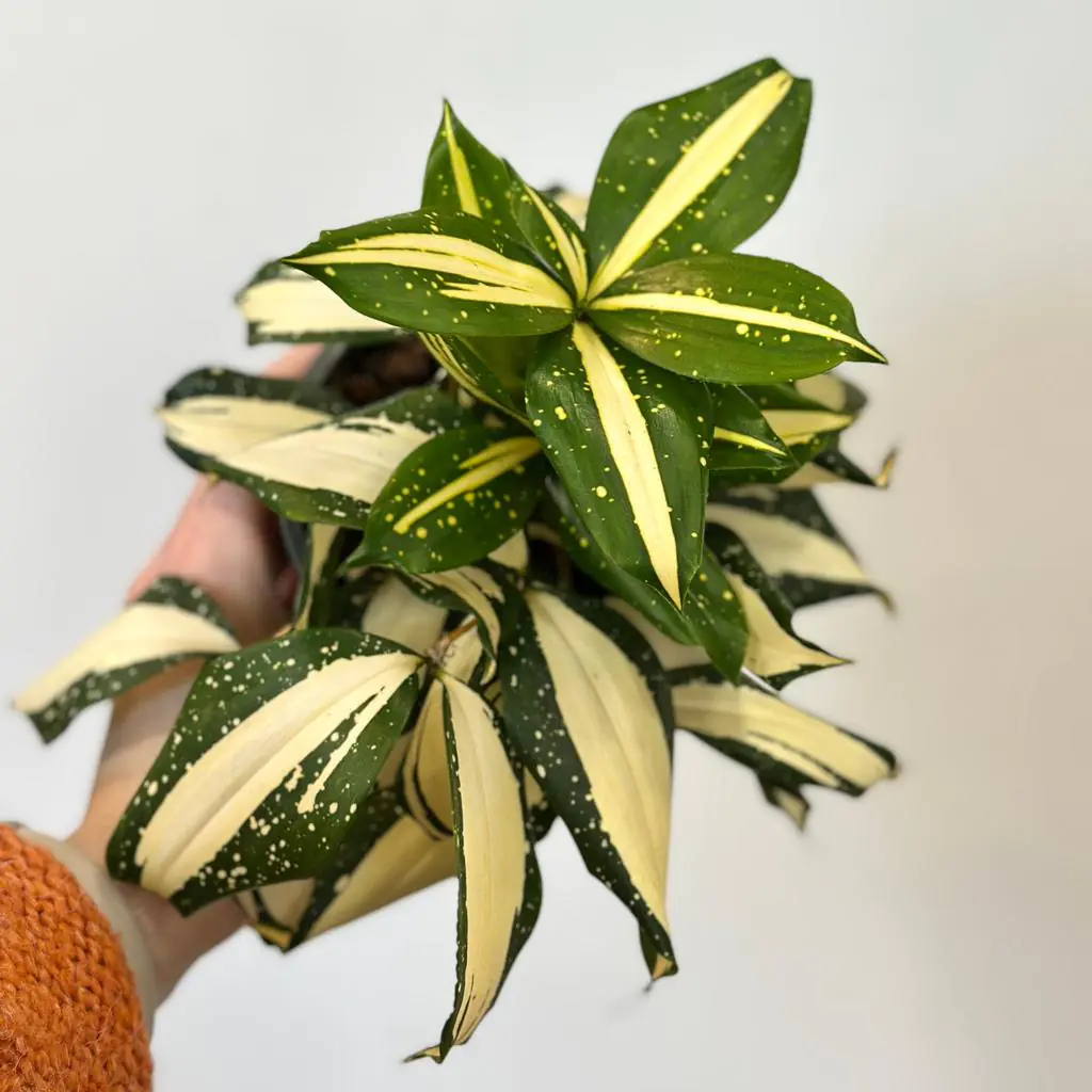 Dracaena surculosa ‘Milky Way’ Dracaena surculosa Milky Way panasovana