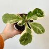 Ficus lyrata variegata ficus lyrata variegata