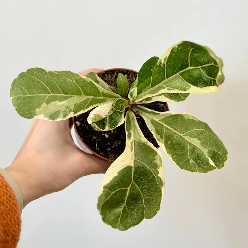 Ficus lyrata variegata ficus lyrata variegata
