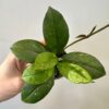 Hoya crassipetiolata ‘Splash’ malá hoya crassipetiolata splash voskovka popinava pokojovka mala