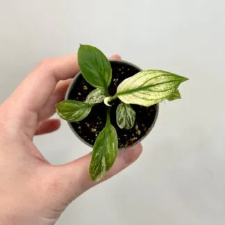 Lopatkovec / Spathiphyllum wallisii Sensation Variegata panasovany