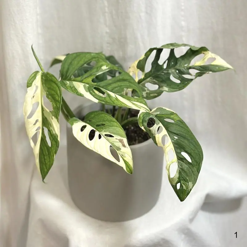 Monstera adansonii 'Japanese Tricolor' | Rarity - Plantizia