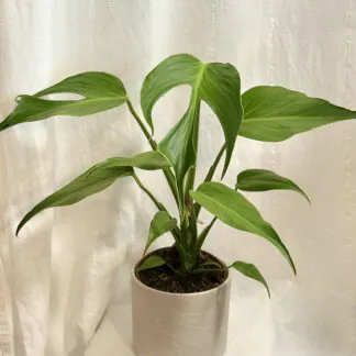 Pokojové rostliny, řasokoule a příslušenství Monstera ‘Burle Marx Flame’ velká