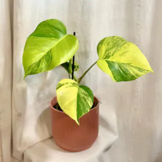 Pokojové rostliny, řasokoule a příslušenství Monstera deliciosa ‘Aurea’ variegata panasovana pokojovka