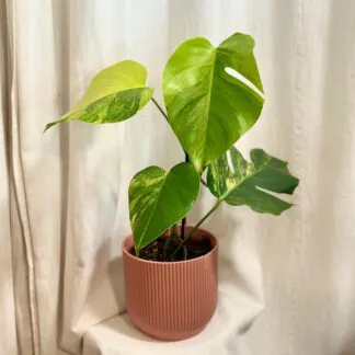 Monstera deliciosa ‘Aurea’ variegata panasovana pokojovka