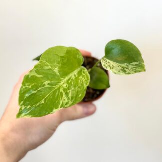 monstera deliciosa bulbasaur raritni pokojovka