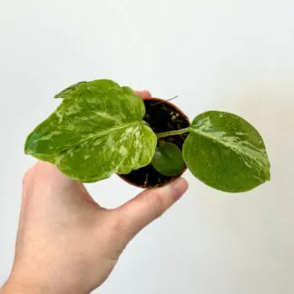 monstera deliciosa bulbasaur raritni pokojovka