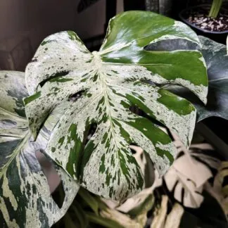 monstera deliciosa bulbasaur raritni pokojovka