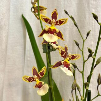 orchidej oncidium Colmanara Jungle