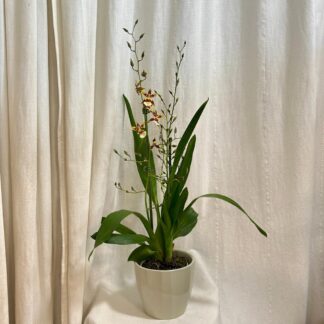 Orchidej Oncidium ‘Colmanara Jungle’ orchidej oncidium Colmanara Jungle