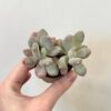 Pachyphytum oviferum pink Pachyphytum oviferum pink sukulent