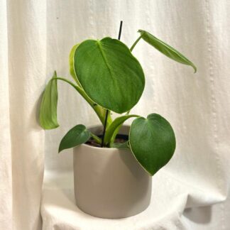 Pokojové rostliny, řasokoule a příslušenství philodendron rugosum zelena raritni pokojovka