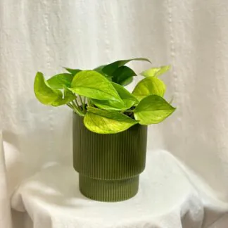 Top 10 nenáročných pokojových rostlin pro začátečníky Pothos Epipremnum aureum Lemon Top popinava pokojovka