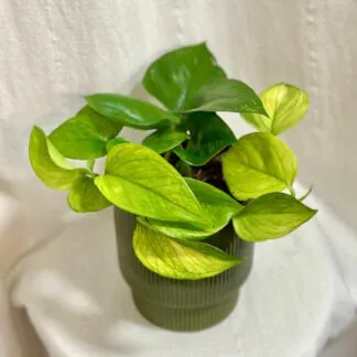 Pothos Epipremnum aureum ‘Lemon Top’ Pothos Epipremnum aureum Lemon Top popinava pokojovka