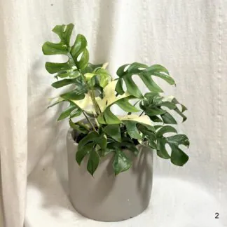Rhaphidophora tetrasperma variegata (Monstera Minima) Rhaphidophora tetrasperma variegata (Monstera Minima)