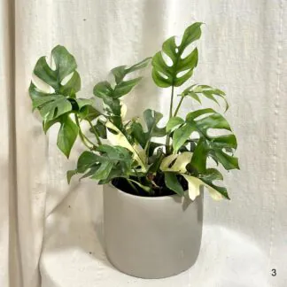 Rhaphidophora tetrasperma variegata (Monstera Minima) Rhaphidophora tetrasperma variegata (Monstera Minima)