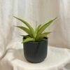 Sansevieria ‘Platinum Crown’ sansevieria Platinum Crown