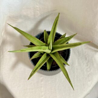 Sansevieria ‘Platinum Crown’ sansevieria Platinum Crown