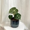 Anthurium clarinervium střední anthurium clarinervium