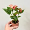 Anthurium andraeanum ‘Matata’ malé anthurium matata ruzove