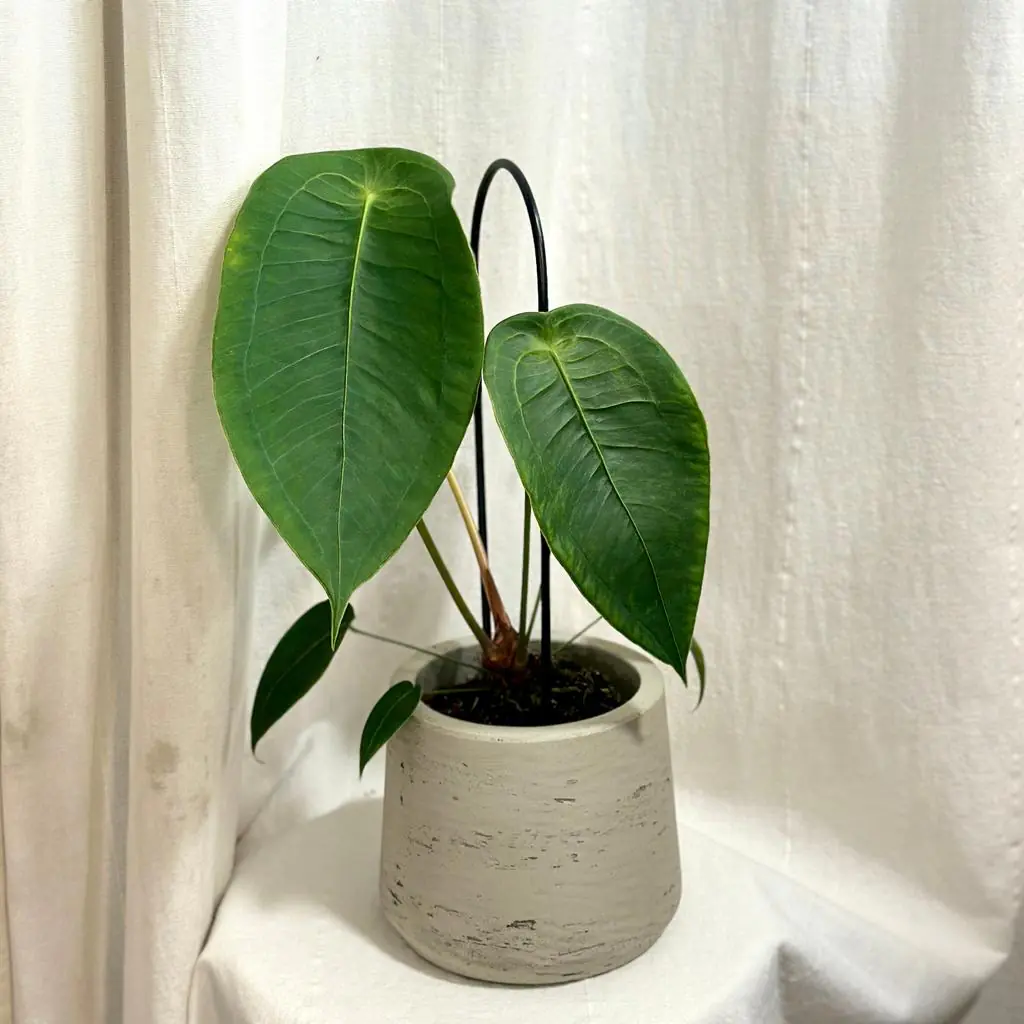 Anthurium peltigerum velké anthurium peltigerum