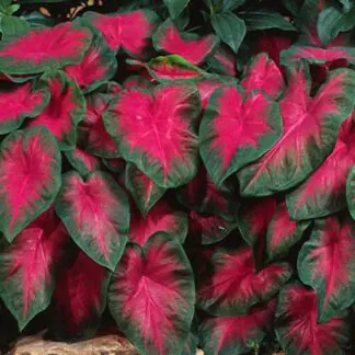 Hlíza Caladium ‘Freida Hemple’ hliza caladium freida hemple jak vypestovat kaladium z hlizy