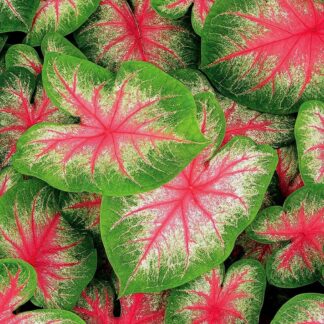 Hlíza Caladium ‘Pink Beauty’ hliza caladium pink beauty jak vypestovat kaladium z hlizy