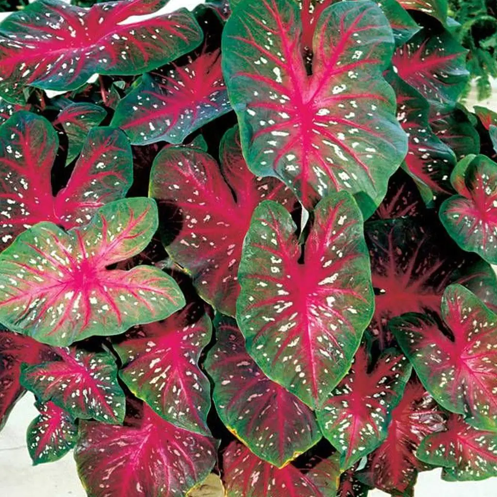 Hlíza Caladium ‘Red Flash’ hliza caladium red flash jak vypestovat kaladium z hlizy