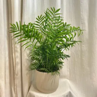 Pokojové rostliny, řasokoule a příslušenství chamaedorea elegans, palmička, malá palma, pokojová rostlina, nenáročná raslina, rostlina do stínu,