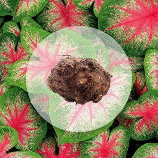 Pokojové rostliny, řasokoule a příslušenství hliza caladium pink beauty jak vypestovat kaladium z hlizy