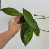 Hoya finlaysonii ‘Sarawak’ voskovka hoya finlaysonii ‘Sarawak’