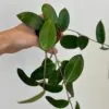Hoya hanhiae ‘Deep Violet’ hoya hanhiae ‘Deep Violet’ voskovka