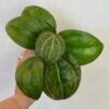Hoya sp. Sarawak ‘Cream’ hoya sp. Sarawak ‘Cream’ voskovka