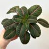 Impatiens morsei ‘Velvetea’ Impatiens morsei Velvetea velvet love kvet