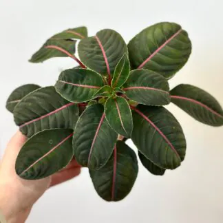 Pokojové rostliny, řasokoule a příslušenství Impatiens morsei Velvetea velvet love kvet