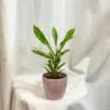 Krotónovec / Codiaeum variegatum ‘Gold Sun’ malý Krotonovec Codiaeum variegatum Gold sun maly