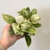 Philodendron ‘Birkin’ střední philodendron birkiny nenarocne pokojovky