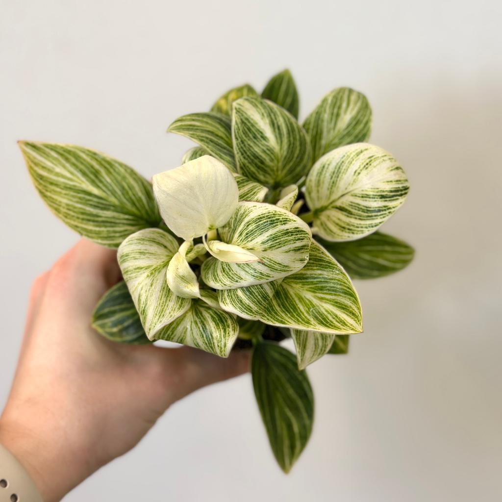 Levně Philodendron ‘Birkin’ střední